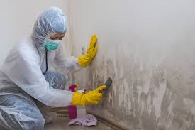 Why You Should Choose Our Mold Remediation Services in Brentwood, MO